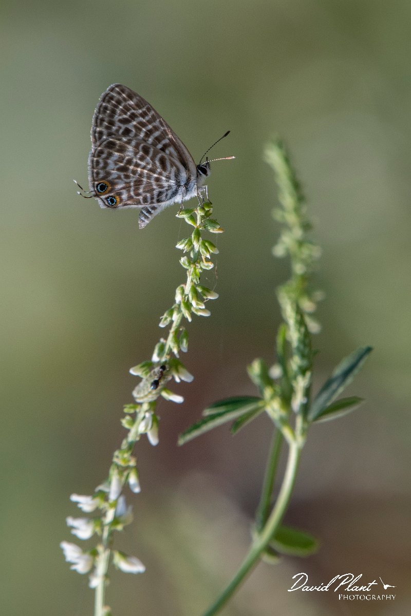 DPPhotography - Northern Greece - Lang's short-tailed blue - C.jpg - Lang's short-tailed blue - Lake Kerkini, Greece