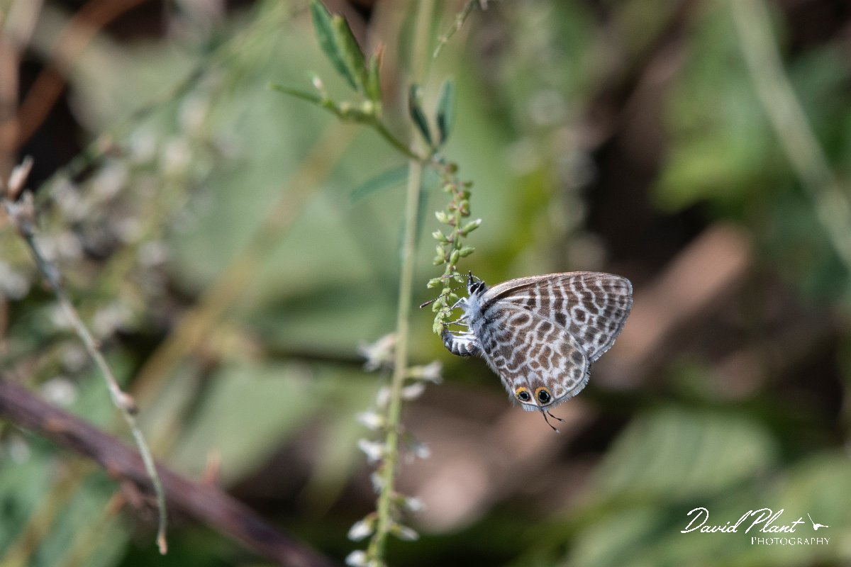 DPPhotography - Northern Greece - Lang's short-tailed blue - D.jpg - Lang's short-tailed blue - Lake Kerkini, Greece