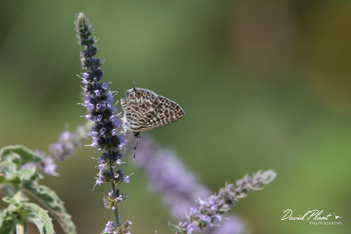 DPPhotography - Northern Greece - Lang's short-tailed blue - E.jpg - Lang's short-tailed blue - Mount Belles, Greece