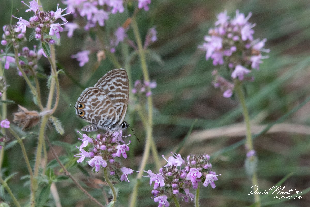 DPPhotography - Northern Greece - Lang's short-tailed blue - F.jpg - Lang's short-tailed blue - Mount Vrontou, Greece