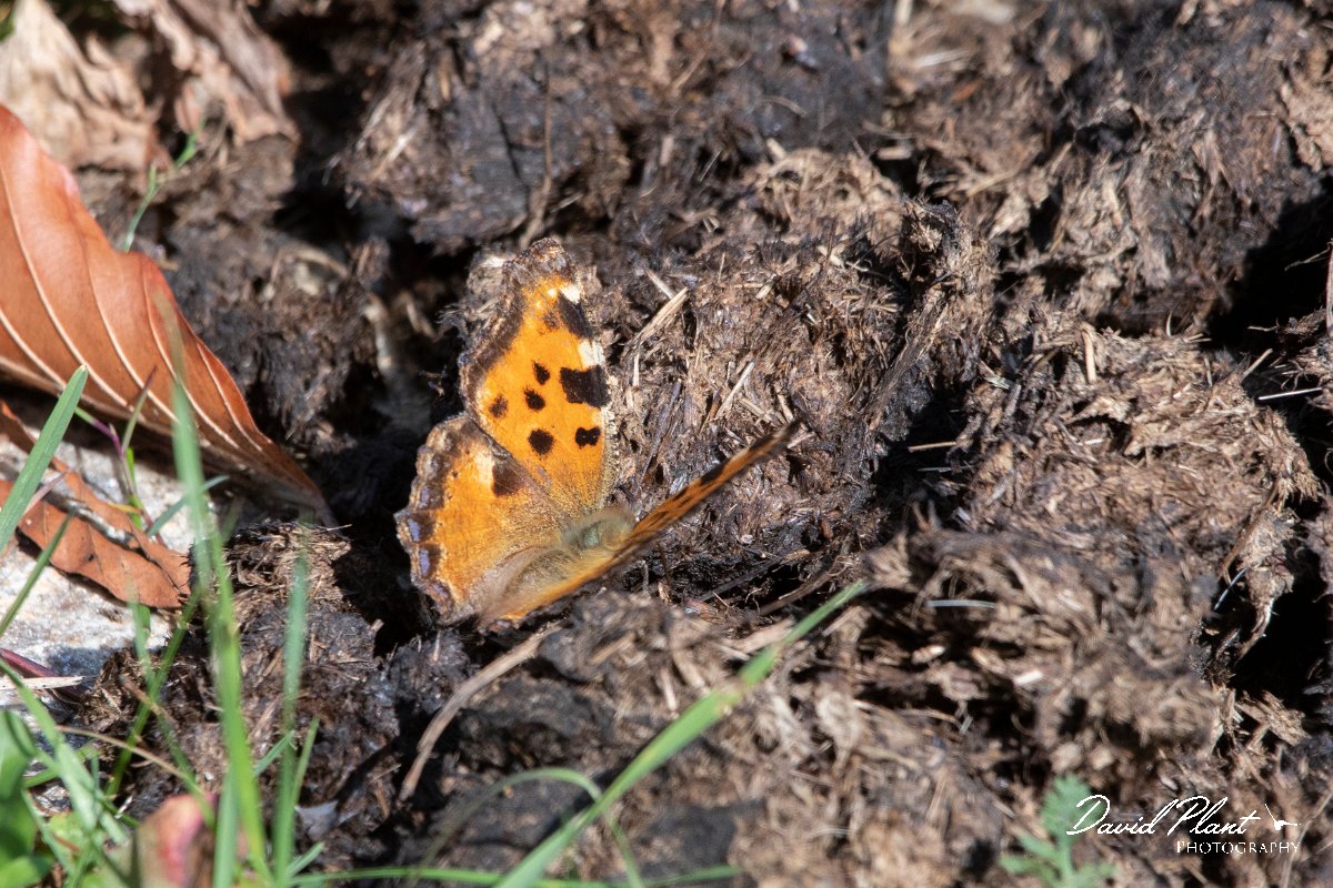 DPPhotography - Northern Greece - Large tortoiseshell - A.jpg - Large tortoiseshell - Mount Pangeo, Greece