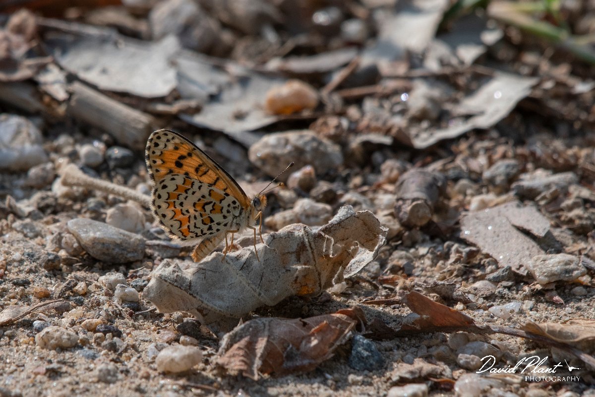 DPPhotography - Northern Greece - Lesser spotted fritillary - A.jpg - Lesser spotted fritillary - Lake Kerkini, Greece