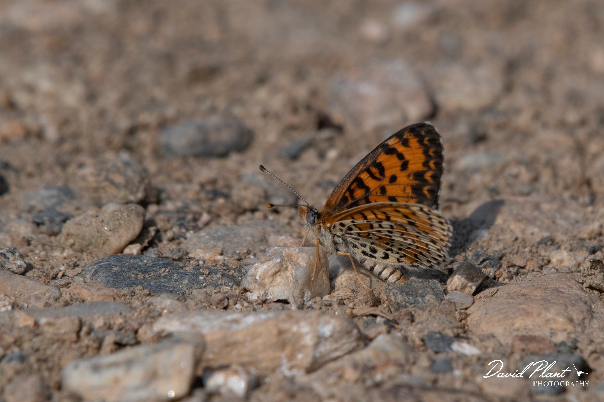 DPPhotography - Northern Greece - Lesser spotted fritillary - C.jpg - Lesser spotted fritillary - Lake Kerkini, Greece