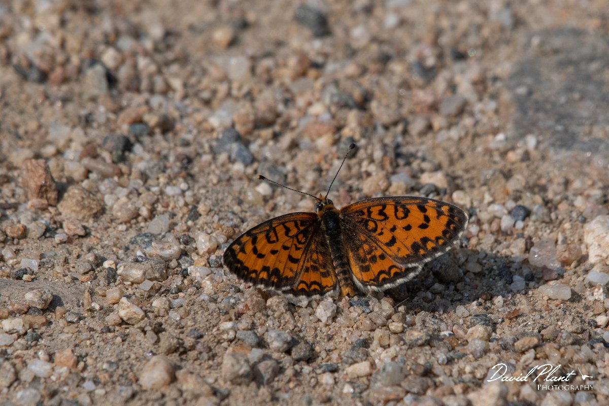 DPPhotography - Northern Greece - Lesser spotted fritillary - E.jpg - Lesser spotted fritillary - Lake Kerkini, Greece