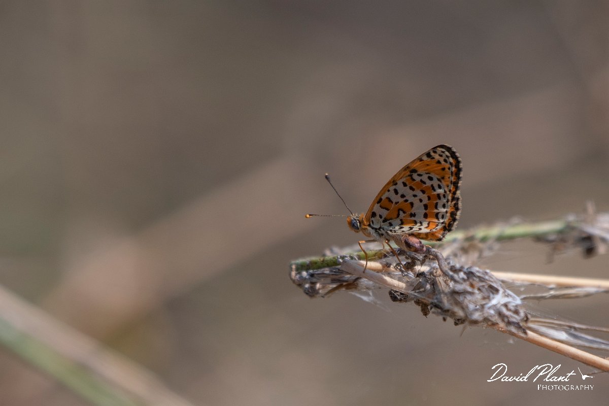 DPPhotography - Northern Greece - Lesser spotted fritillary - F.jpg - Lesser spotted fritillary - Lake Kerkini, Greece