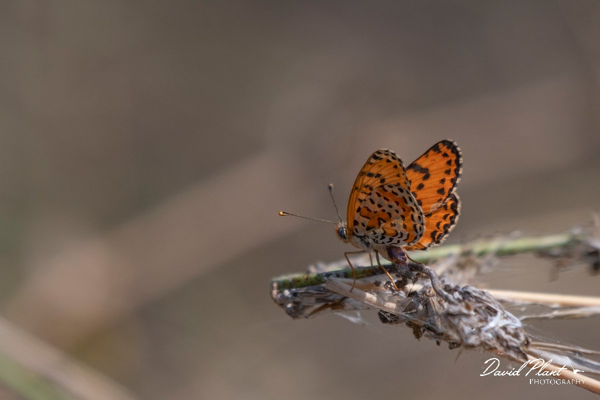 DPPhotography - Northern Greece - Lesser spotted fritillary - G.jpg - Lesser spotted fritillary - Lake Kerkini, Greece