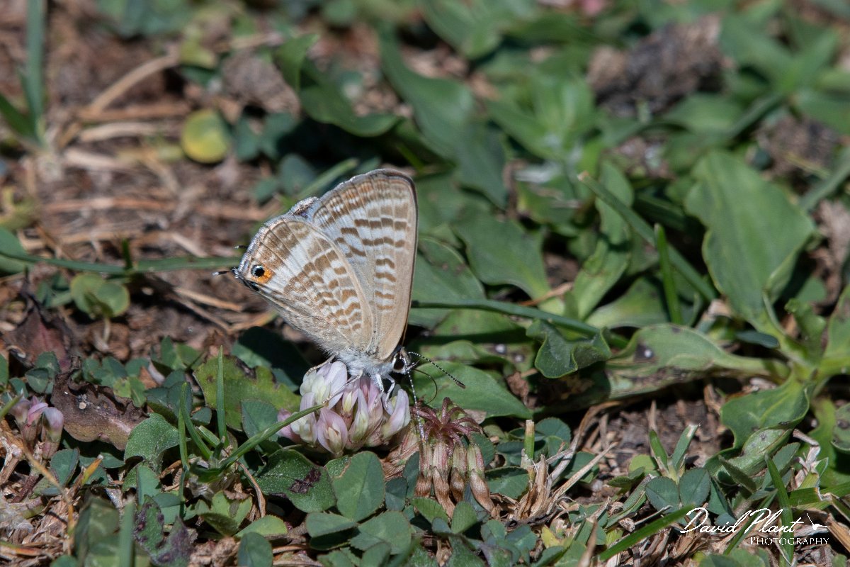 DPPhotography - Northern Greece - Long-tailed blue - B.jpg - Long-tailed blue - Mount Pangeo, Greece