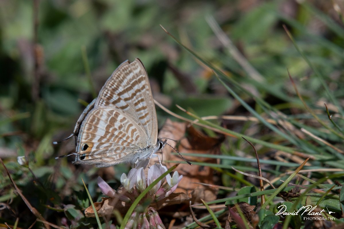 DPPhotography - Northern Greece - Long-tailed blue - C.jpg - Long-tailed blue - Mount Pangeo, Greece