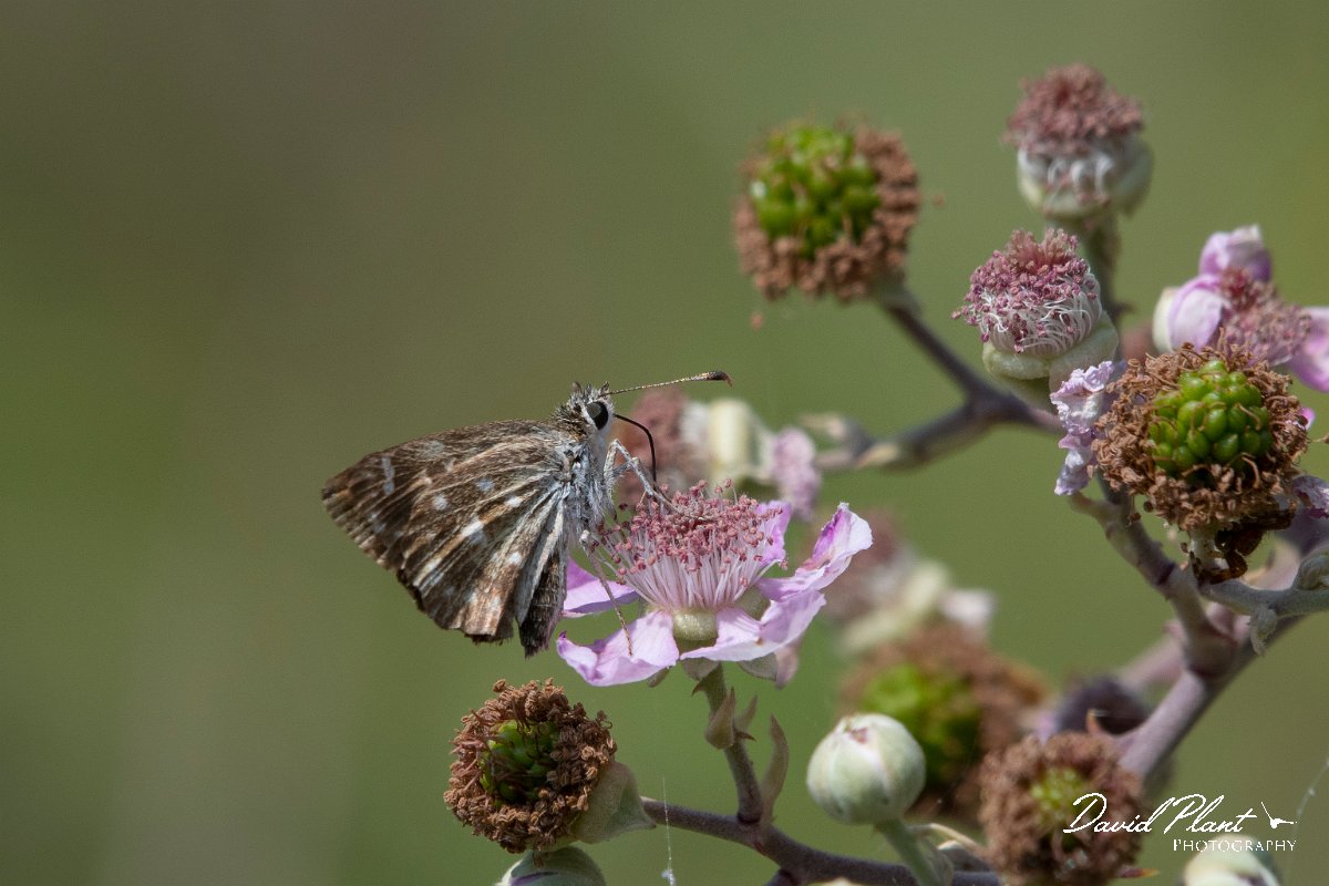 DPPhotography - Northern Greece - Mallow skipper - A.jpg - Mallow skipper - Lake Kerkini, Greece