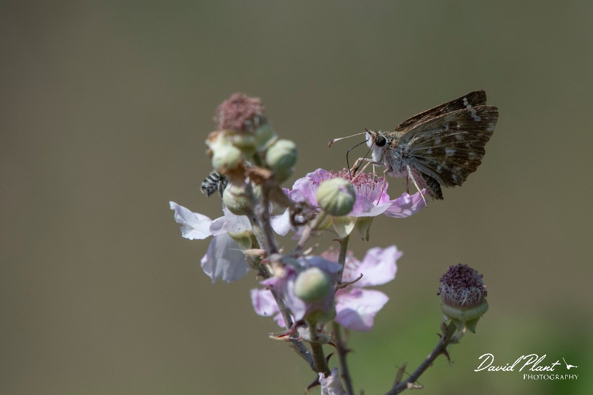 DPPhotography - Northern Greece - Mallow skipper - B.jpg - Mallow skipper - Lake Kerkini, Greece