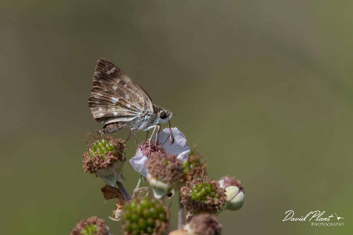 DPPhotography - Northern Greece - Mallow skipper - C.jpg - Mallow skipper - Lake Kerkini, Greece