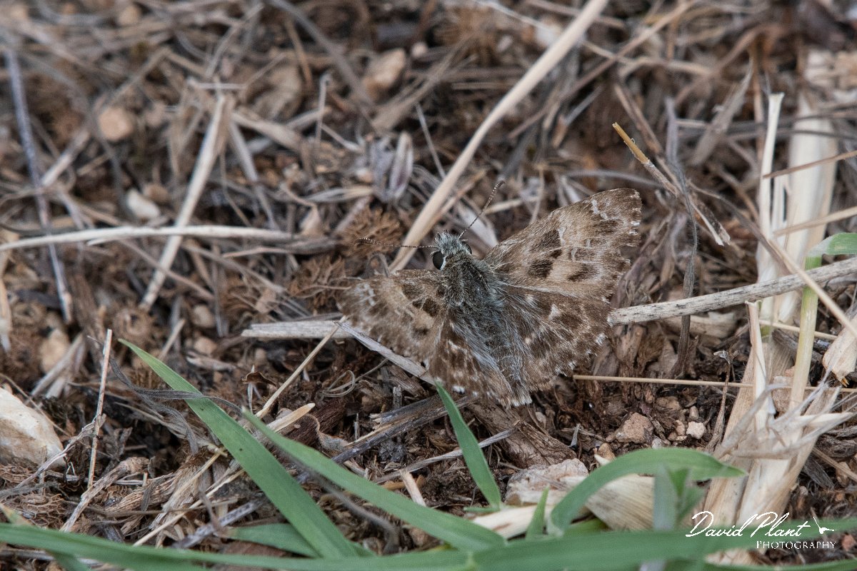 DPPhotography - Northern Greece - Mallow skipper - E.jpg - Mallow skipper - Mount Belles, Greece