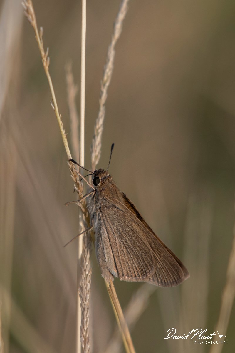 DPPhotography - Northern Greece - Mediterranean skipper - A.jpg - Mediterranean skipper - Lake Kerkini, Greece