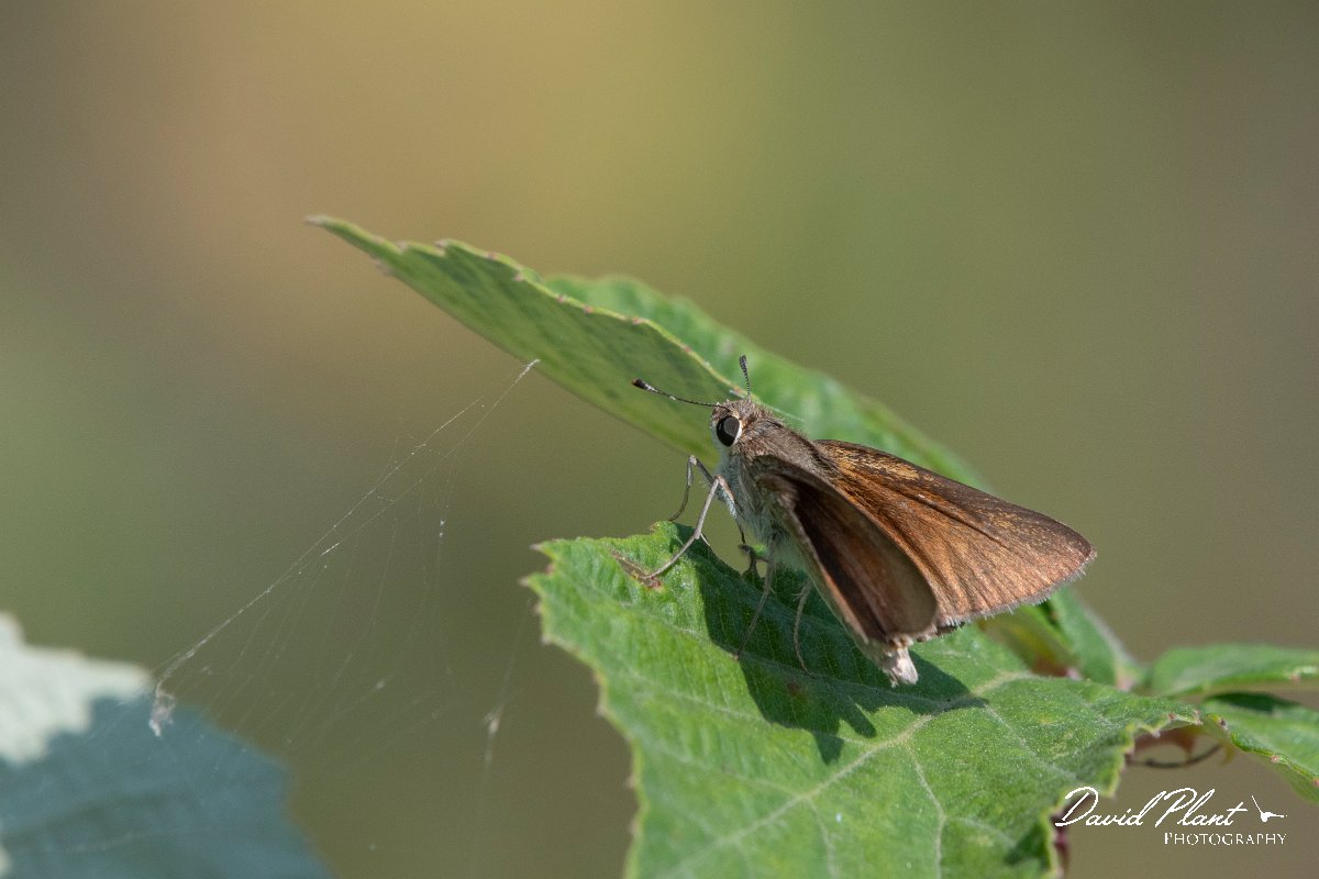 DPPhotography - Northern Greece - Mediterranean skipper - B.jpg - Mediterranean skipper - Lake Kerkini, Greece