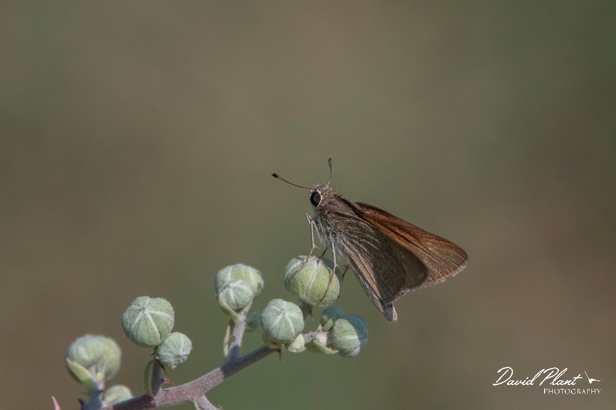 DPPhotography - Northern Greece - Mediterranean skipper - C.jpg - Mediterranean skipper - Lake Kerkini, Greece