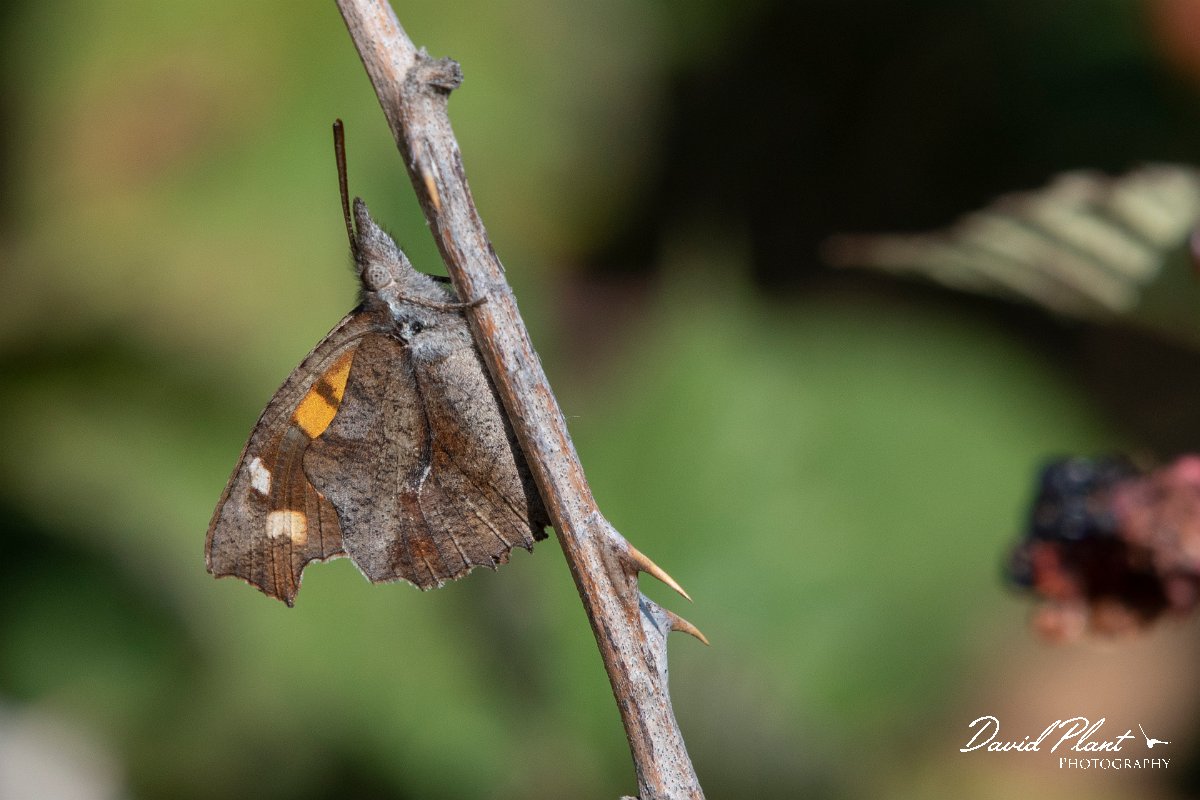 DPPhotography - Northern Greece - Nettletree butterfly - A.jpg - Nettletree butterfly - Mount Belles, Greece