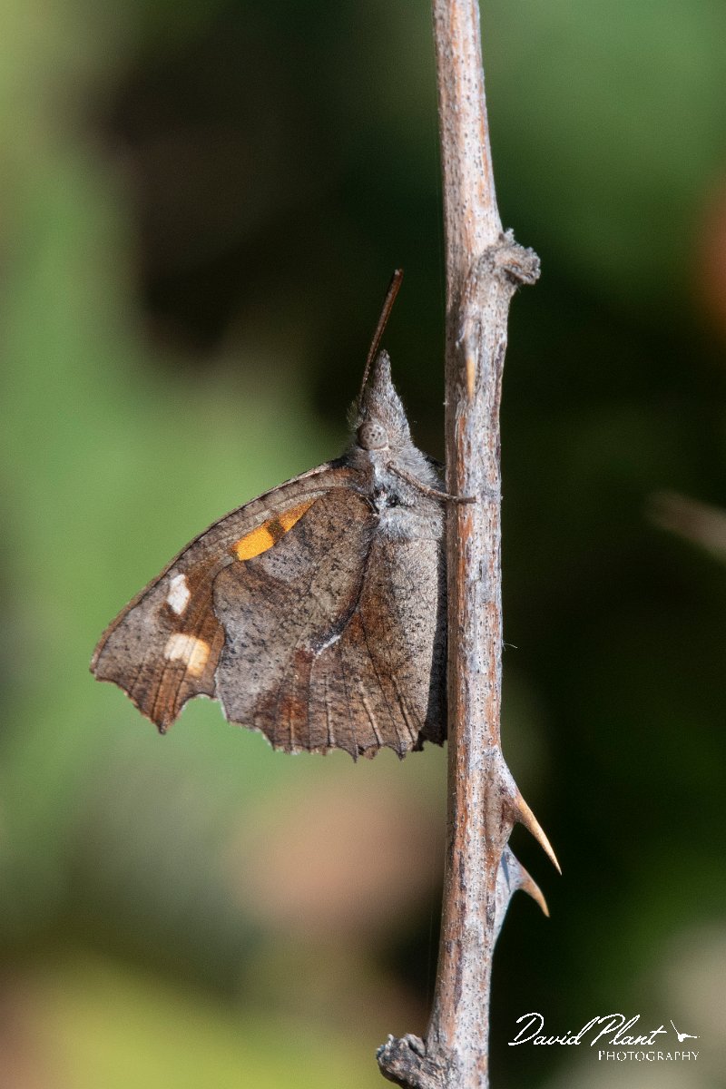 DPPhotography - Northern Greece - Nettletree butterfly - B.jpg - Nettletree butterfly - Mount Belles, Greece