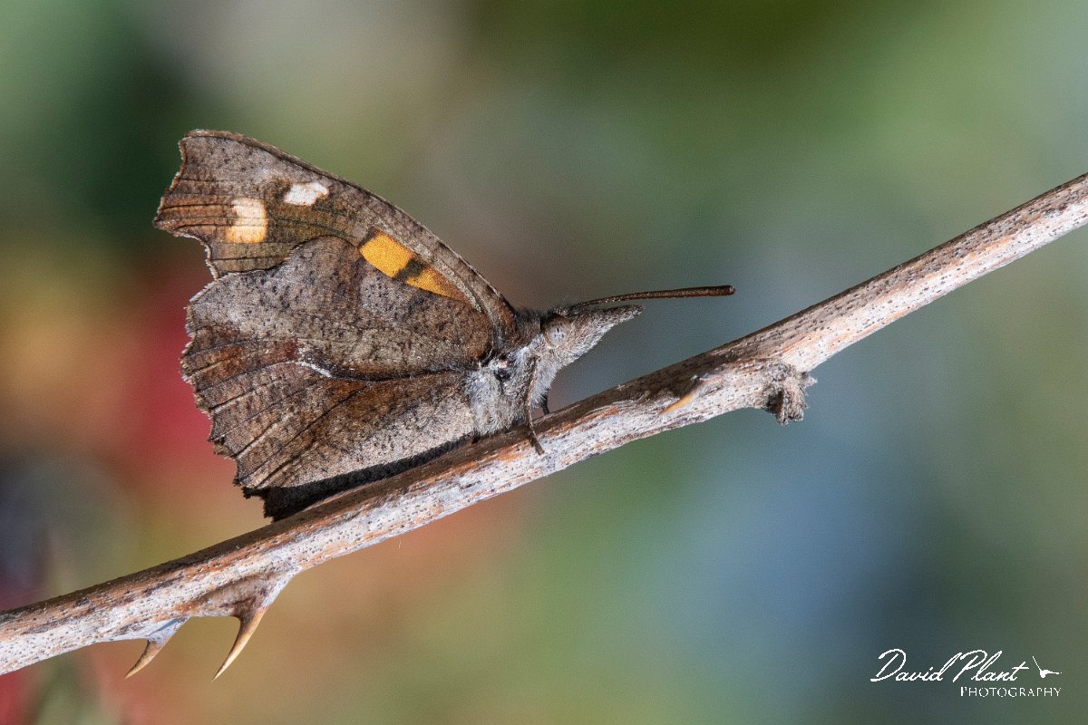 DPPhotography - Northern Greece - Nettletree butterfly - C.jpg - Nettletree butterfly - Mount Belles, Greece
