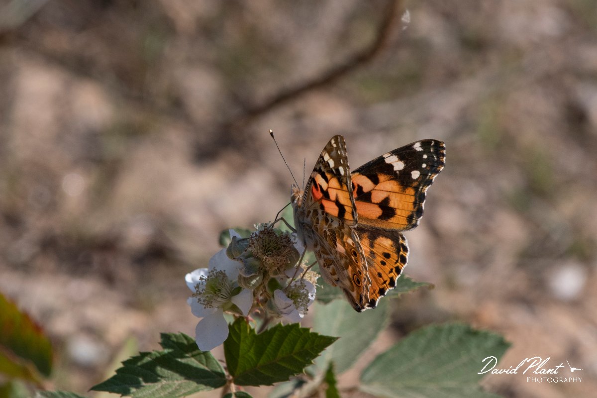 DPPhotography - Northern Greece - Painted lady - A.jpg - Painted lady - Mount Belles, Greece