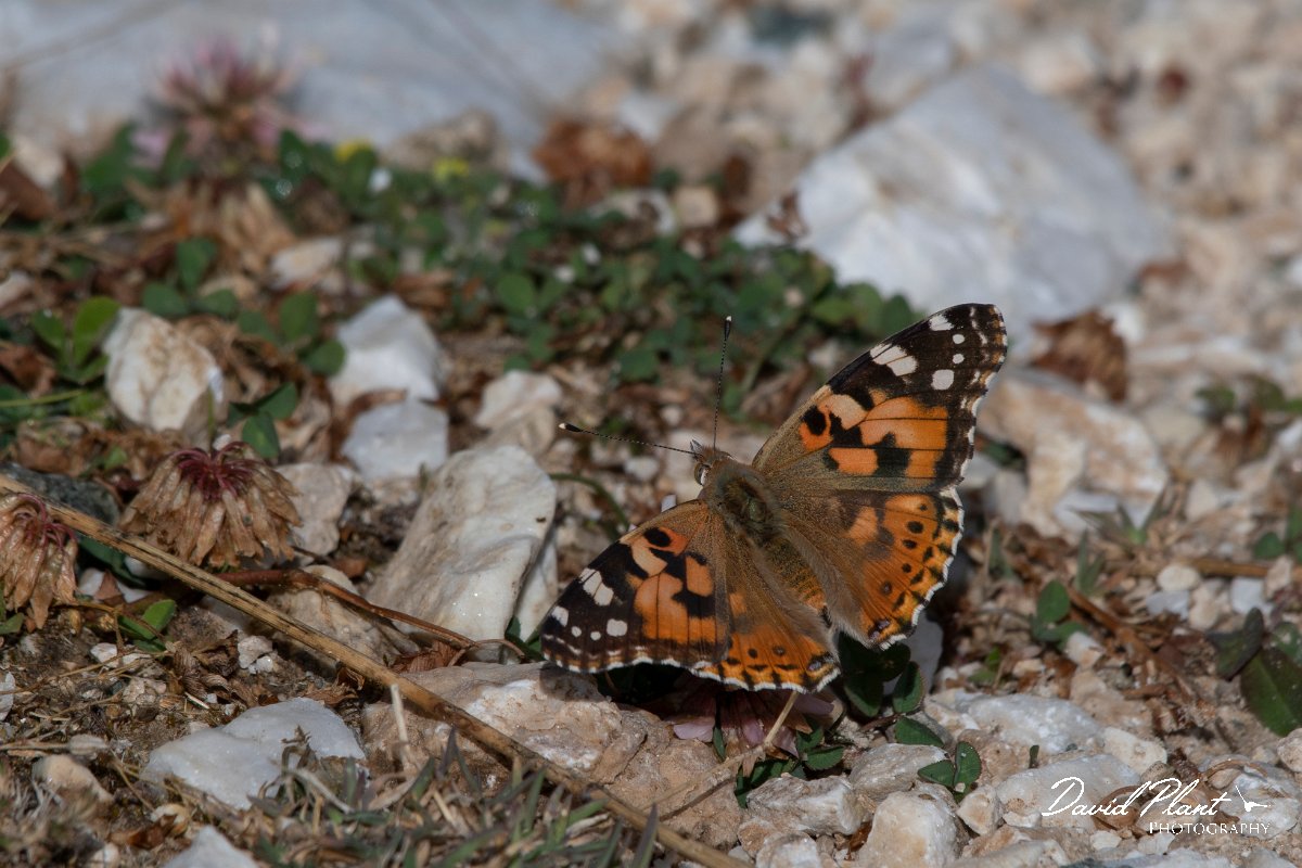 DPPhotography - Northern Greece - Painted lady - C.jpg - Painted lady - Mount Pangeo, Greece