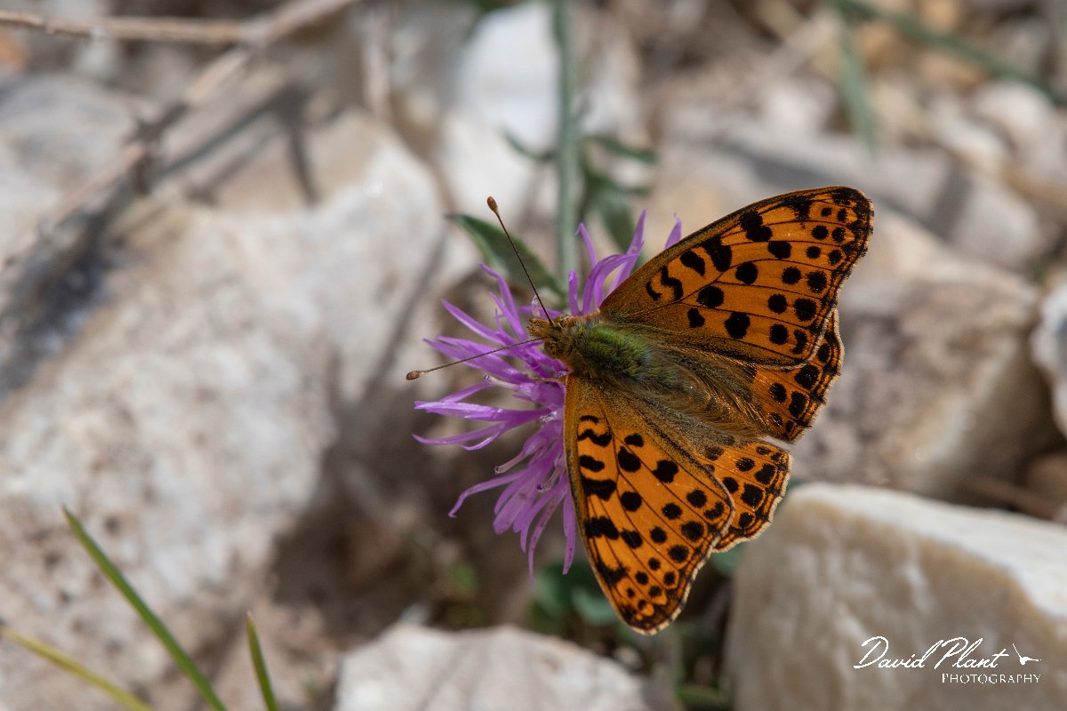 DPPhotography - Northern Greece - Queen of Spain fritillary - D.jpg - Queen of Spain fritillary - Mount Pangeo, Greece