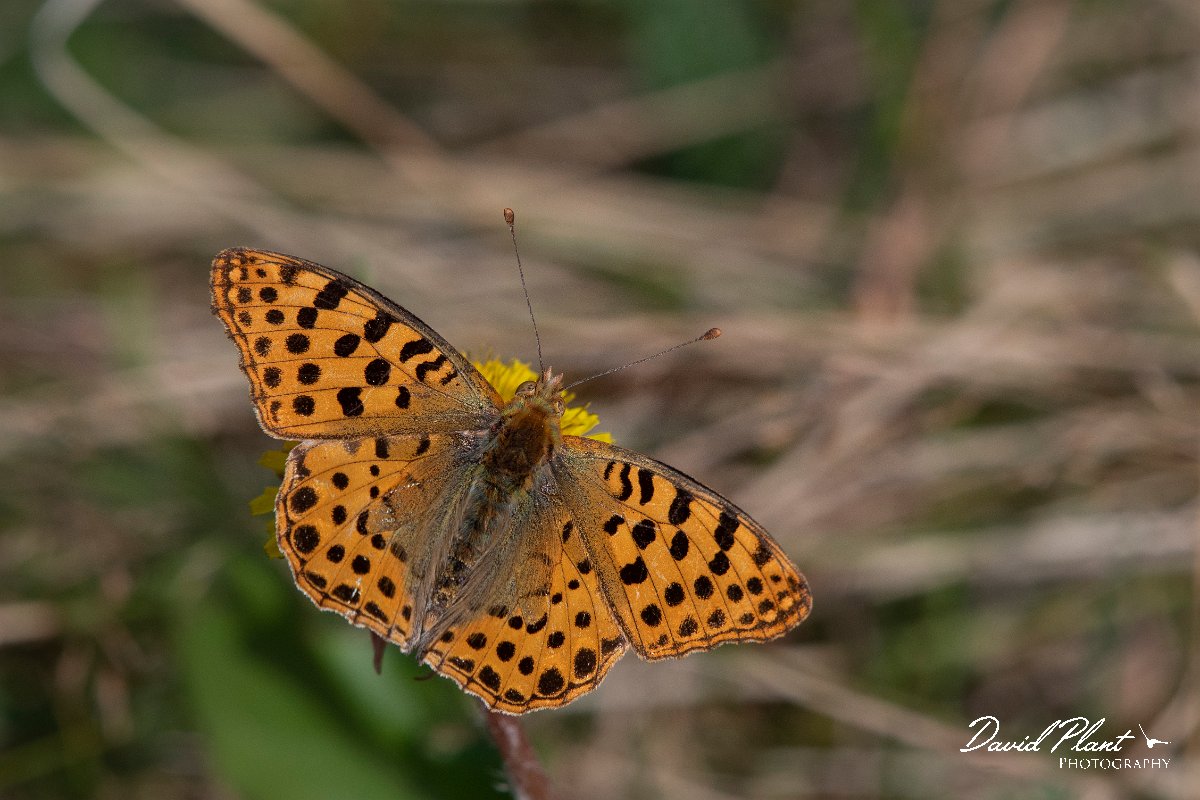 DPPhotography - Northern Greece - Queen of Spain fritillary - E.jpg - Queen of Spain fritillary - Mount Vrontou, Greece