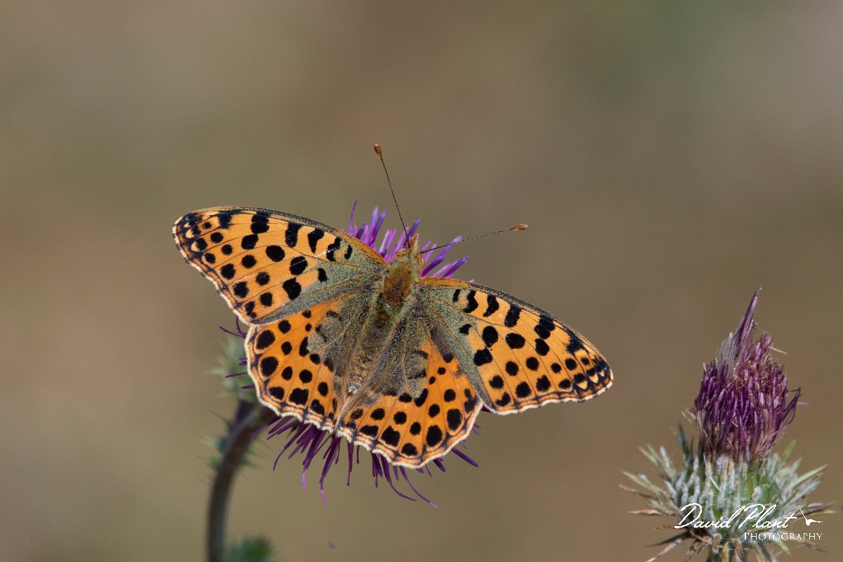 DPPhotography - Northern Greece - Queen of Spain fritillary - G.jpg - Queen of Spain fritillary - Mount Vrontou, Greece