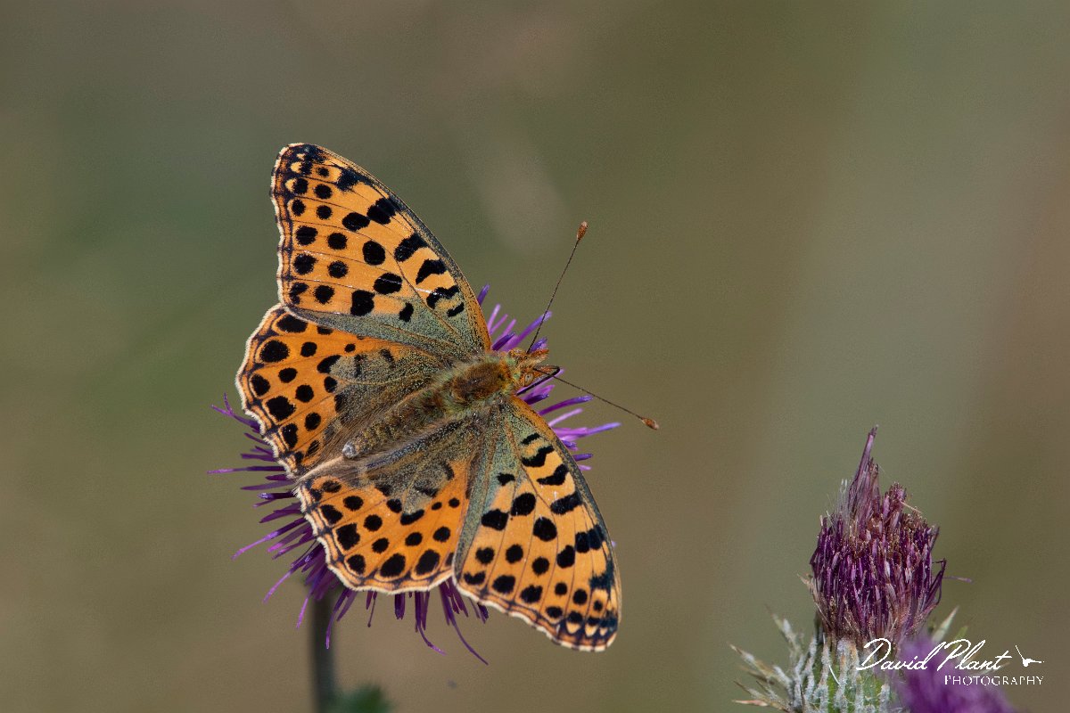 DPPhotography - Northern Greece - Queen of Spain fritillary - H.jpg - Queen of Spain fritillary - Mount Vrontou, Greece
