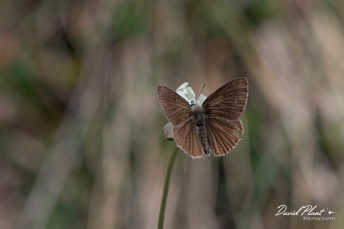 DPPhotography - Northern Greece - Ripart's anomalous blue - B.jpg - Ripart's anomalous blue - Mount Pangeo, Greece
