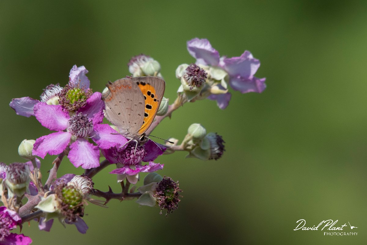 DPPhotography - Northern Greece - Small copper - A.jpg - Small copper - Lake Kerkini, Greece