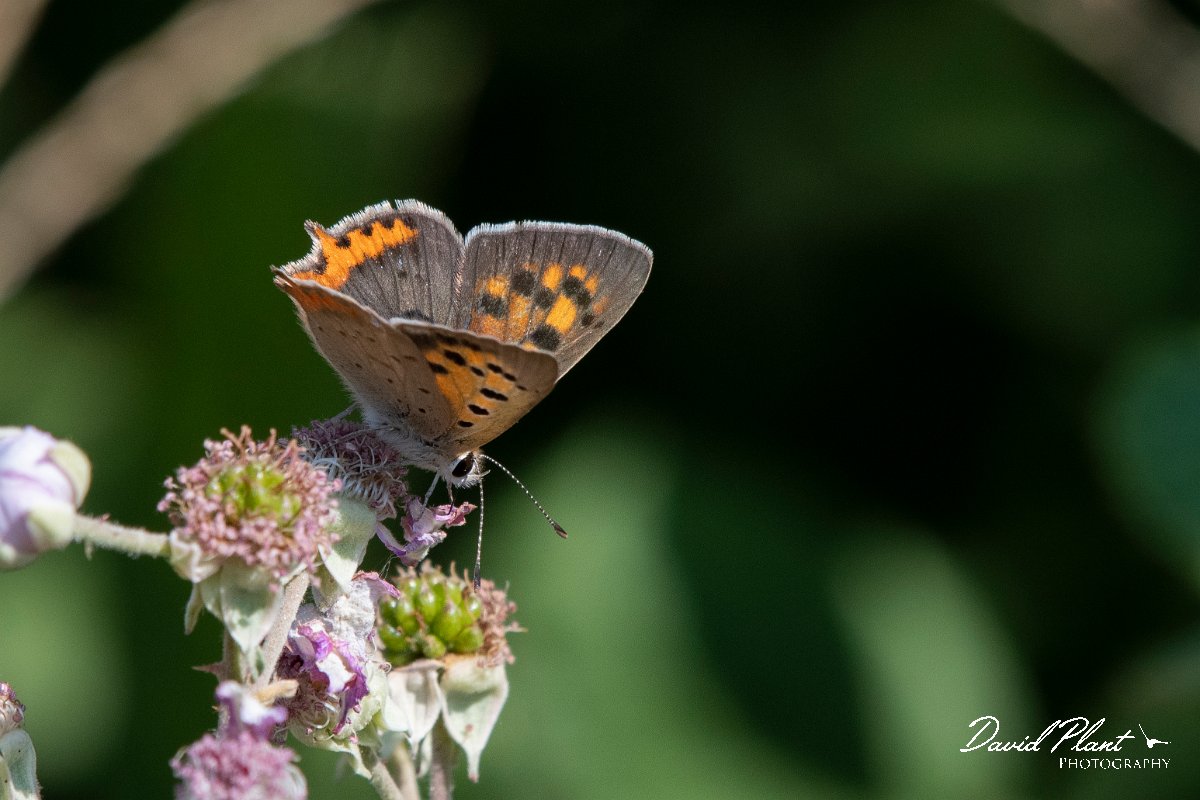 DPPhotography - Northern Greece - Small copper - B.jpg - Small copper - Lake Kerkini, Greece