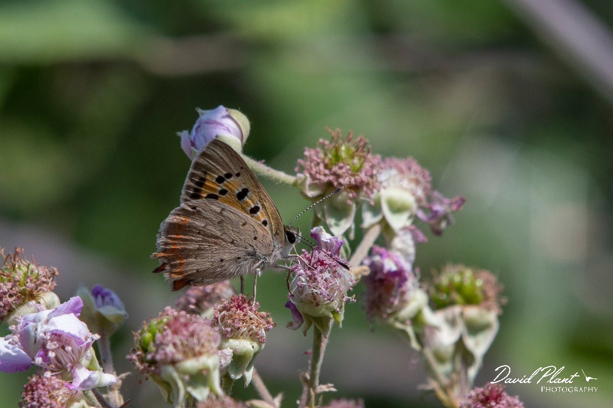 DPPhotography - Northern Greece - Small copper - C.jpg - Small copper - Lake Kerkini, Greece