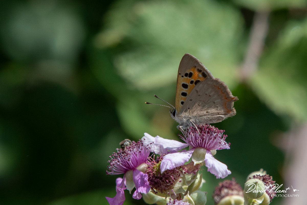 DPPhotography - Northern Greece - Small copper - D.jpg - Small copper - Lake Kerkini, Greece