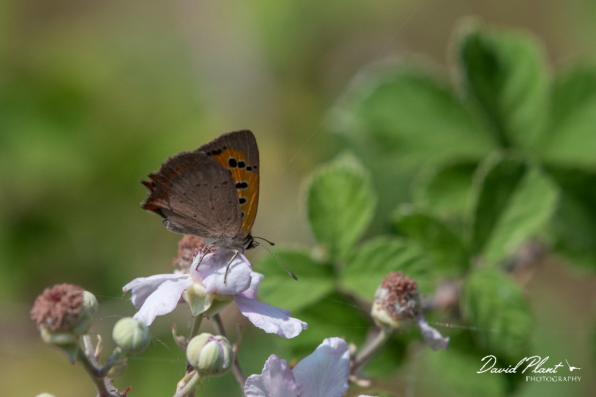 DPPhotography - Northern Greece - Small copper - E.jpg - Small copper - Lake Kerkini, Greece