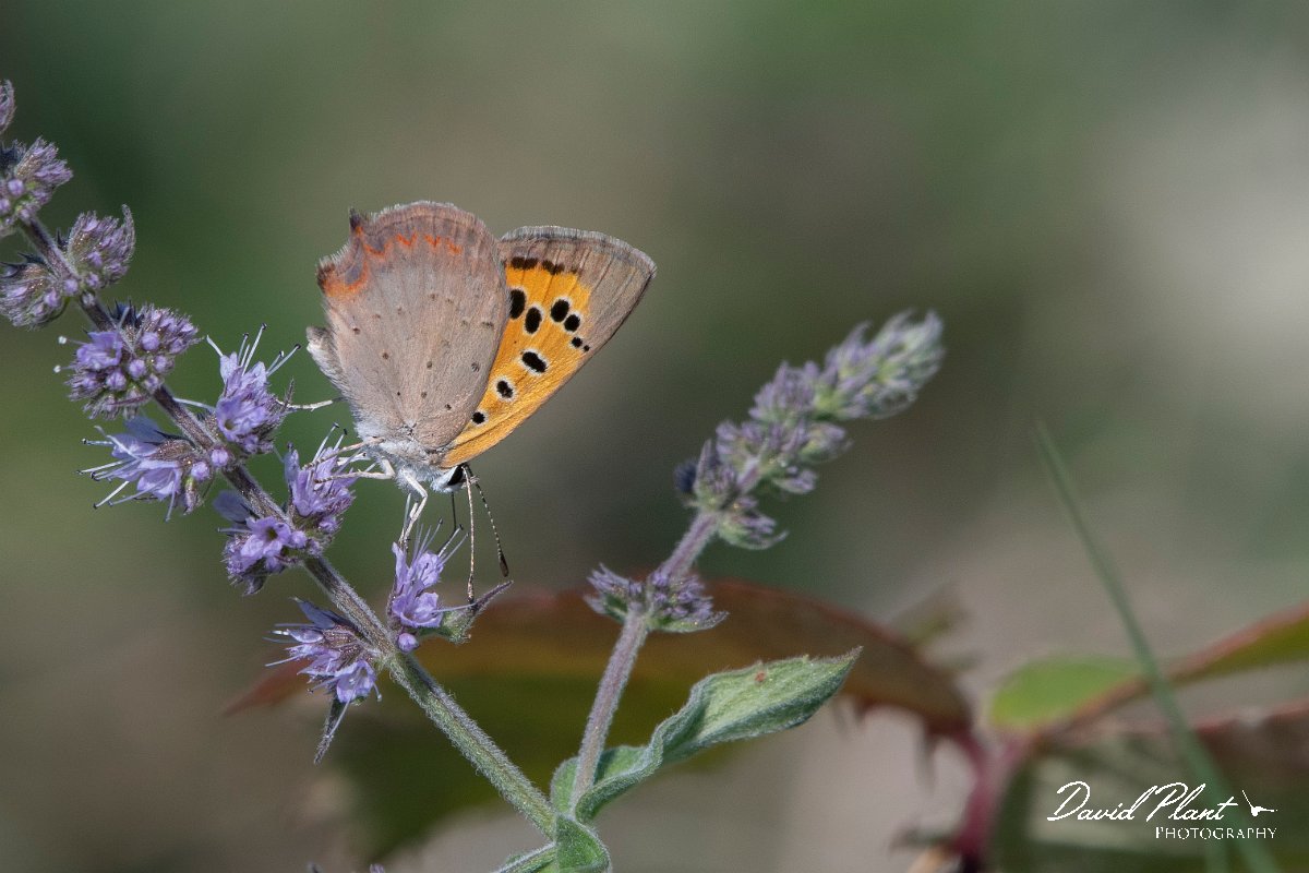 DPPhotography - Northern Greece - Small copper - F.jpg - Small copper - Mount Belles, Greece