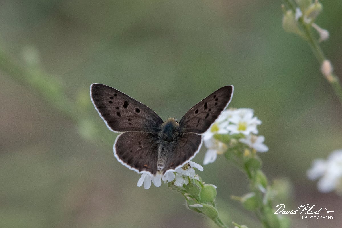 DPPhotography - Northern Greece - Sooty copper - A.jpg - Sooty copper - Mount Belles, Greece