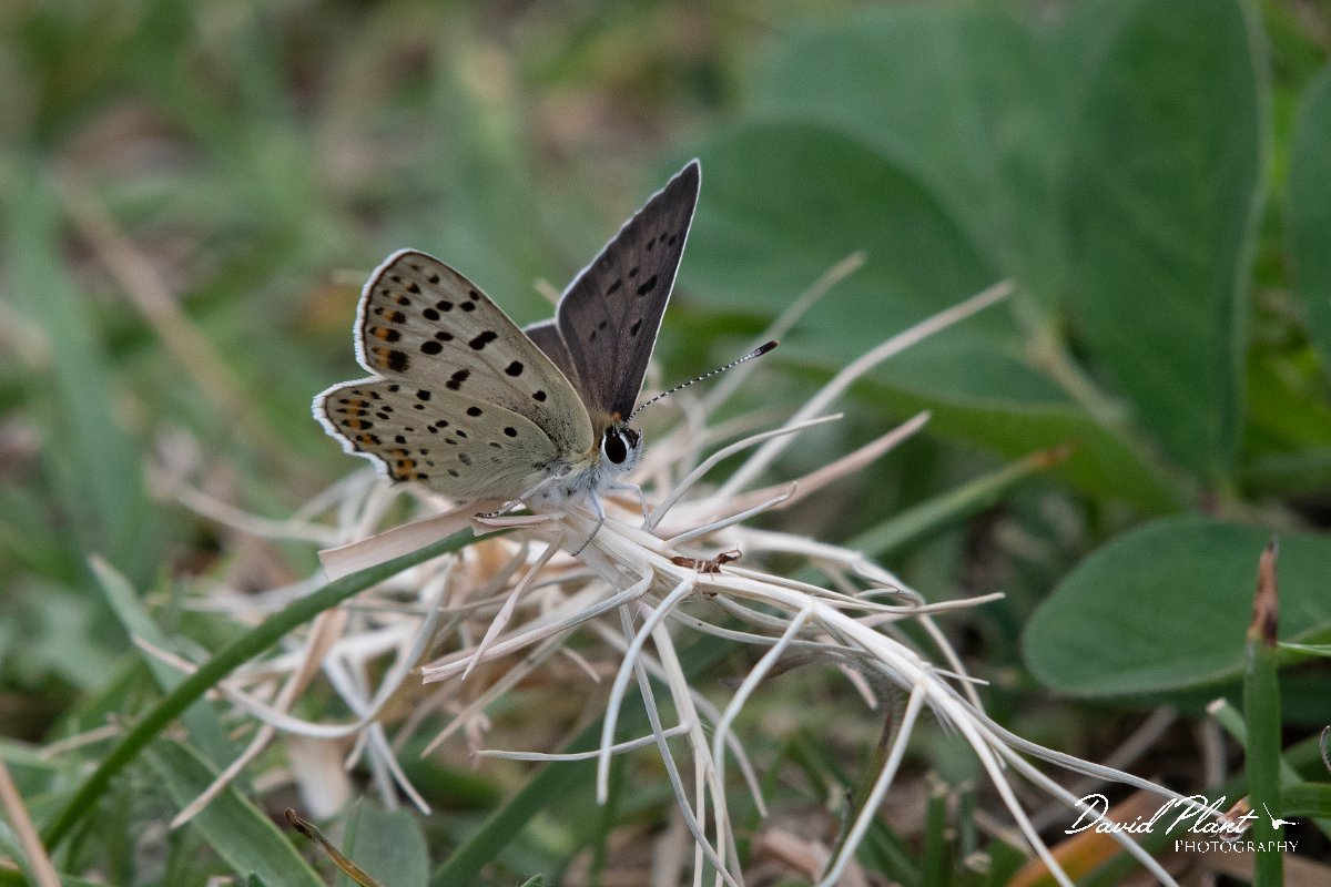 DPPhotography - Northern Greece - Sooty copper - B.jpg - Sooty copper - Mount Belles, Greece