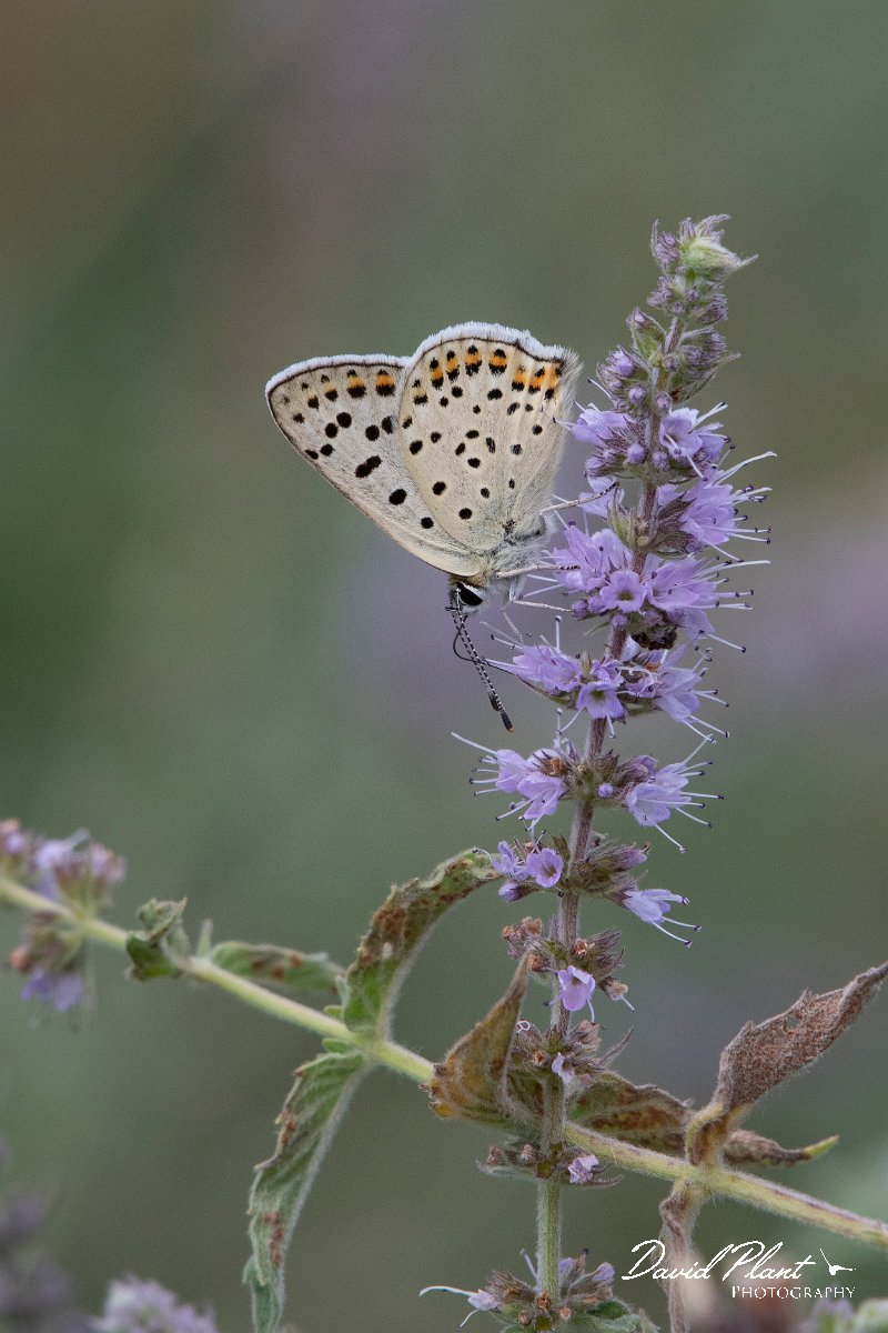 DPPhotography - Northern Greece - Sooty copper - D.jpg - Sooty copper - Mount Belles, Greece