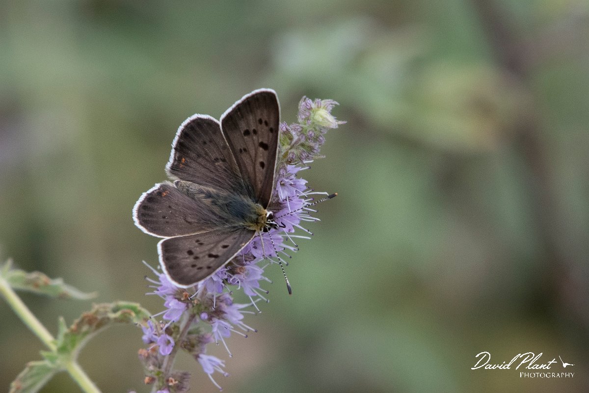 DPPhotography - Northern Greece - Sooty copper - E.jpg - Sooty copper - Mount Belles, Greece