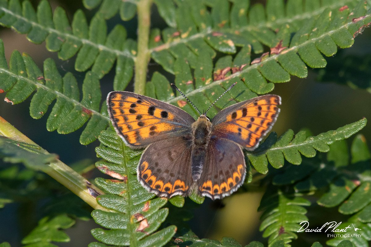 DPPhotography - Northern Greece - Sooty copper - F.jpg - Sooty copper, female - Mount Vrontou, Greece