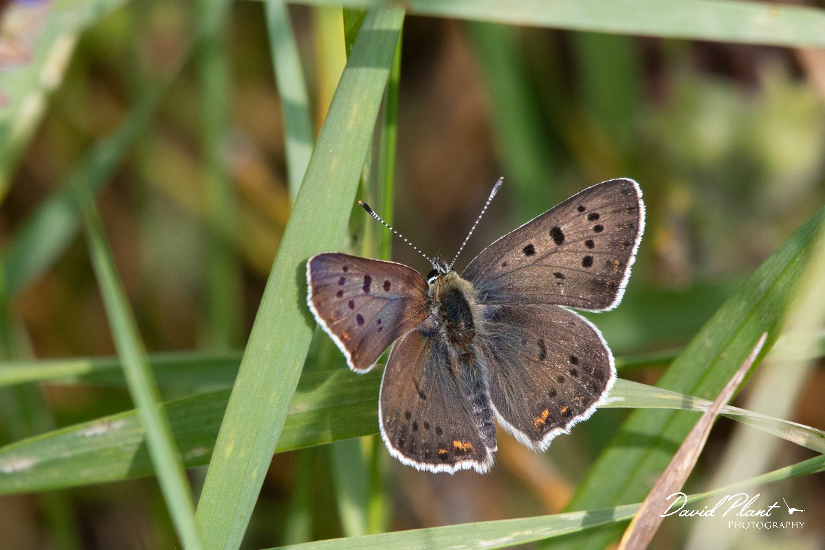 DPPhotography - Northern Greece - Sooty copper - G.jpg - Sooty copper - Mount Vrontou, Greece