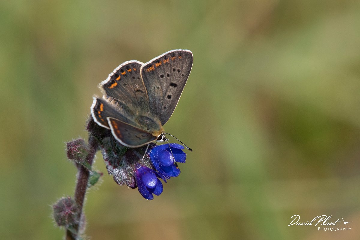 DPPhotography - Northern Greece - Sooty copper - I.jpg - Sooty copper - Mount Vrontou, Greece