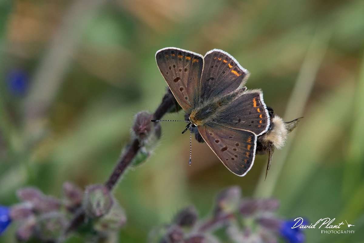 DPPhotography - Northern Greece - Sooty copper - J.jpg - Sooty copper - Mount Vrontou, Greece