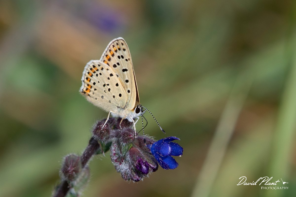 DPPhotography - Northern Greece - Sooty copper - K.jpg - Sooty copper - Mount Vrontou, Greece