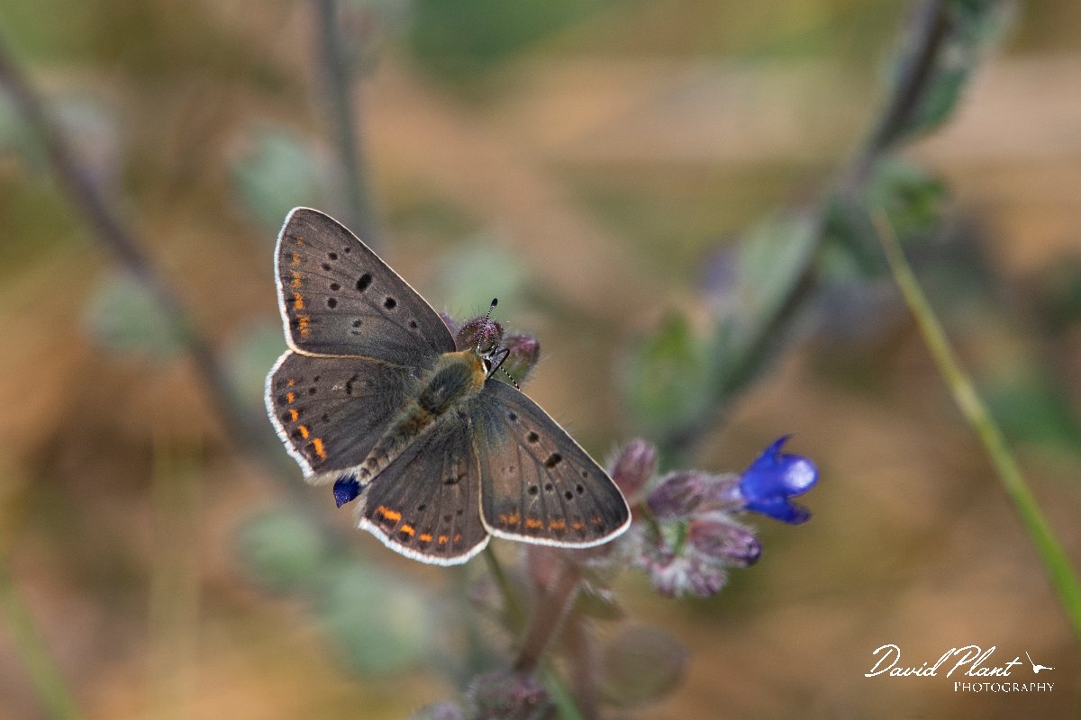 DPPhotography - Northern Greece - Sooty copper - L.jpg - Sooty copper - Mount Vrontou, Greece