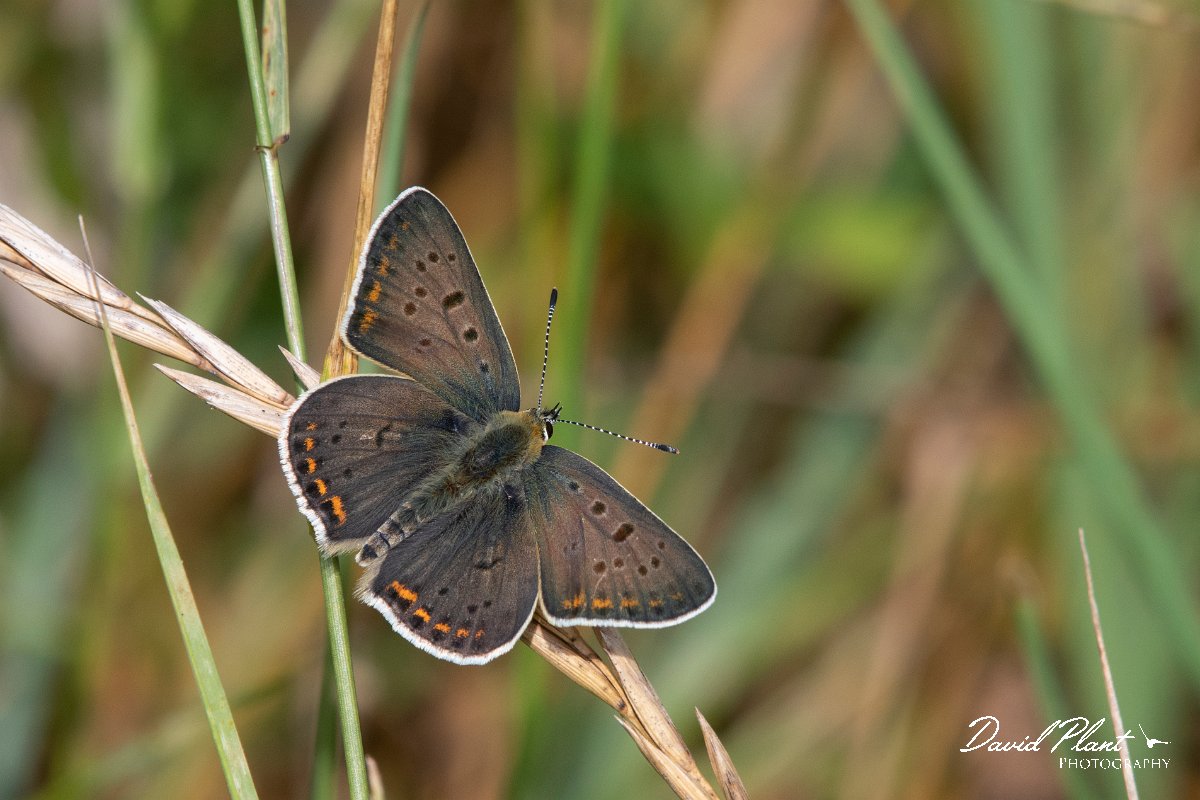 DPPhotography - Northern Greece - Sooty copper - M.jpg - Sooty copper - Mount Vrontou, Greece