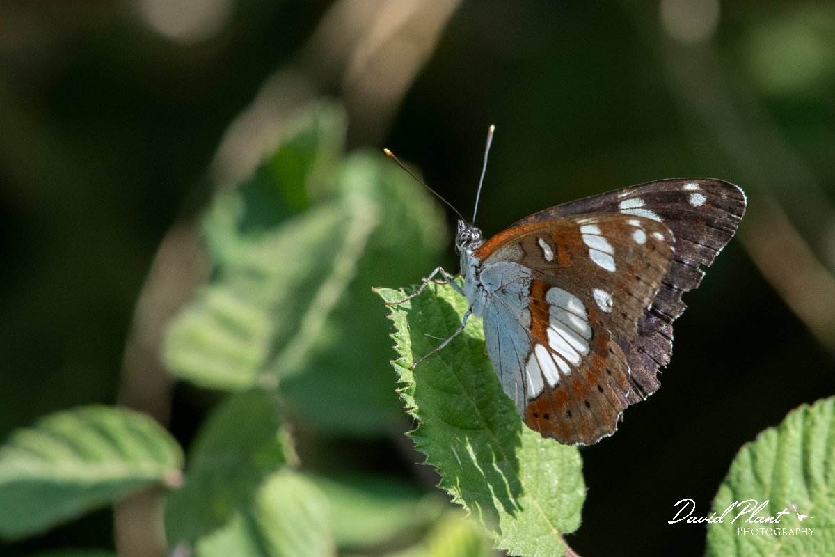 DPPhotography - Northern Greece - Southern white admiral - B.jpg - Southern white admiral - Lake Kerkini, Greece