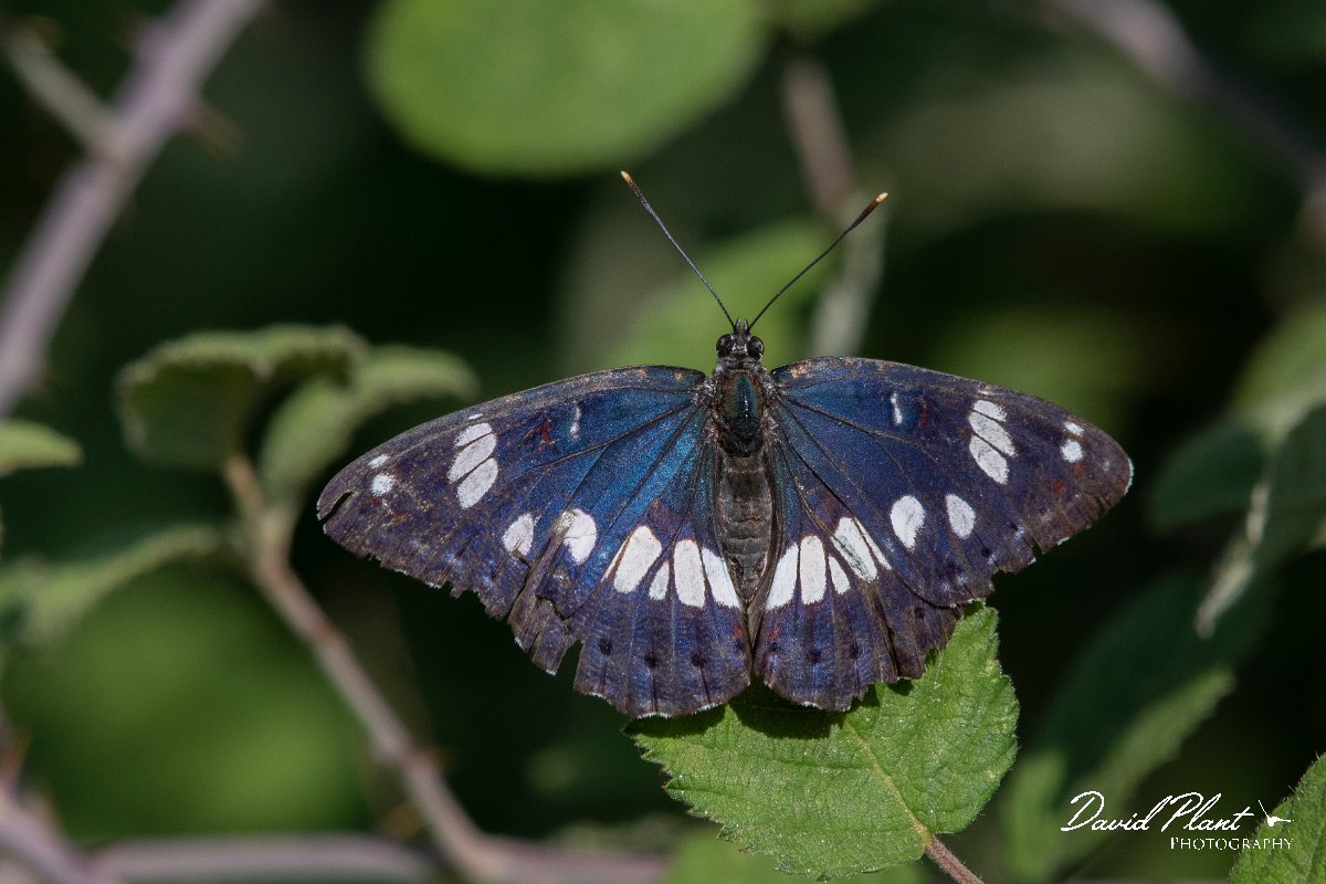 DPPhotography - Northern Greece - Southern white admiral - C.jpg - Southern white admiral - Lake Kerkini, Greece