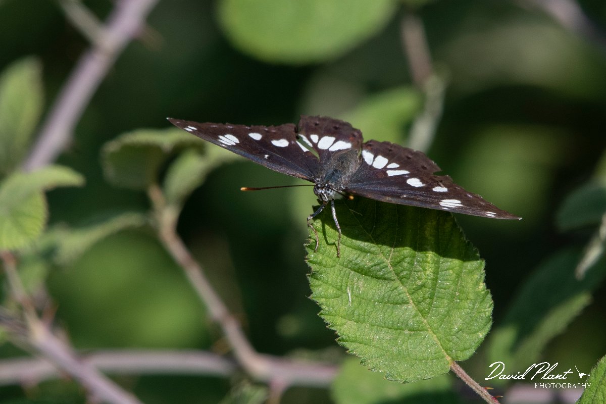 DPPhotography - Northern Greece - Southern white admiral - E.jpg - Southern white admiral - Lake Kerkini, Greece