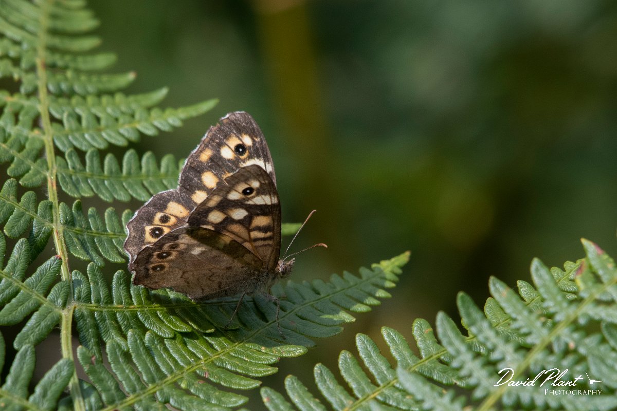 DPPhotography - Northern Greece - Speckled wood - A.jpg - Speckled wood - Mount Vrontou, Greece